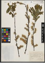 Foto von Salix phylicifolia L.